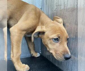 Mutt Dogs for adoption in San Antonio, TX, USA