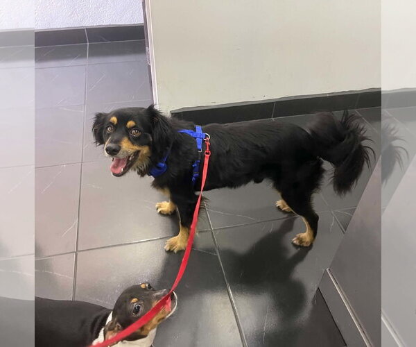 Medium Photo #7 Cocker Spaniel-Papillon Mix Puppy For Sale in Escondido, CA, USA
