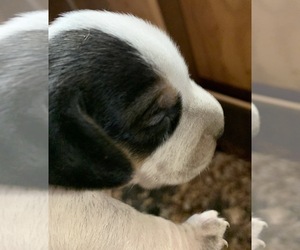 Beagle Puppy for sale in TIVERTON, RI, USA