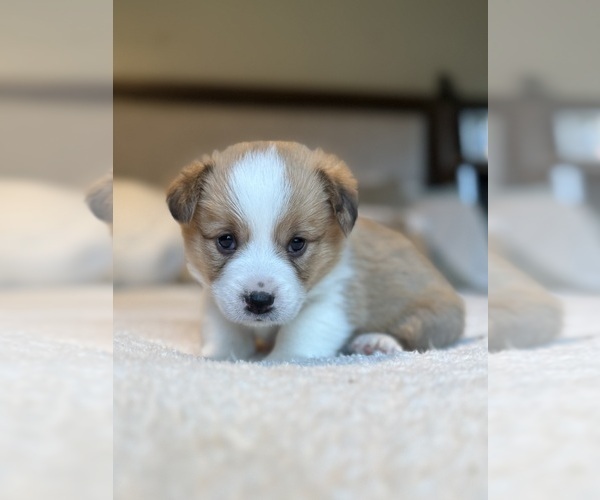Medium Photo #15 Pembroke Welsh Corgi Puppy For Sale in GRAND RAPIDS, MI, USA