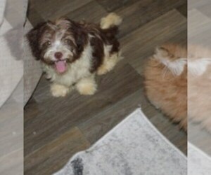 Havanese Puppy for sale in THAYER, KS, USA