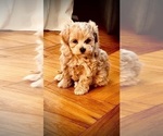 Small #5 Maltipoo