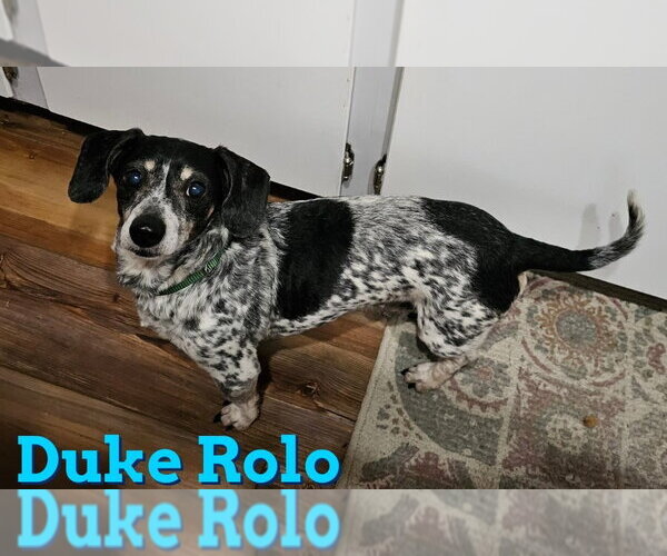 Medium Photo #8 Dachshund Puppy For Sale in San Antonio, TX, USA