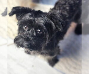 Mutt Dogs for adoption in Walnutport, PA, USA