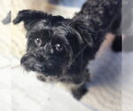 Small Mutt