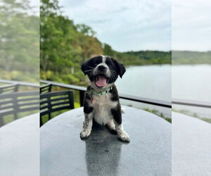Mutt Dogs for adoption in Springdale, PA, USA