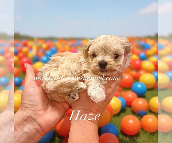 Medium Photo #1 Maltipoo (Miniature) Puppy For Sale in WINNSBORO, LA, USA