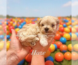 Maltipoo (Miniature) Puppy for sale in WINNSBORO, LA, USA