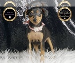 Small #8 Miniature Pinscher