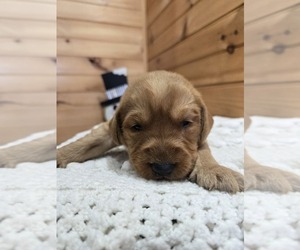 Labradoodle Puppy for sale in WILLIAMSTOWN, KY, USA