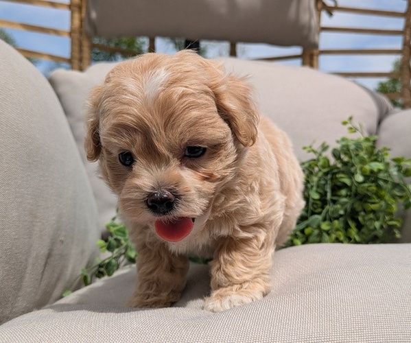 Medium Photo #5 Maltipoo Puppy For Sale in GOSHEN, IN, USA