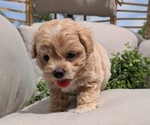 Small Photo #17 Maltipoo Puppy For Sale in GOSHEN, IN, USA