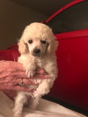 Poodle (Toy) Puppy for sale in TULSA, OK, USA