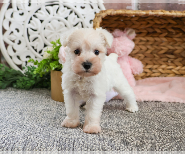 Medium Photo #9 Schnauzer (Miniature) Puppy For Sale in SYRACUSE, IN, USA