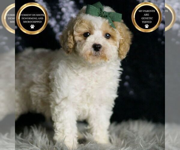 Medium Photo #1 Maltipoo Puppy For Sale in WARSAW, IN, USA