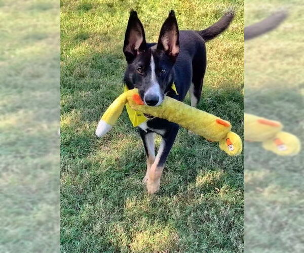 Medium Photo #14 Border Collie-Huskies  Mix Puppy For Sale in San Leon, TX, USA