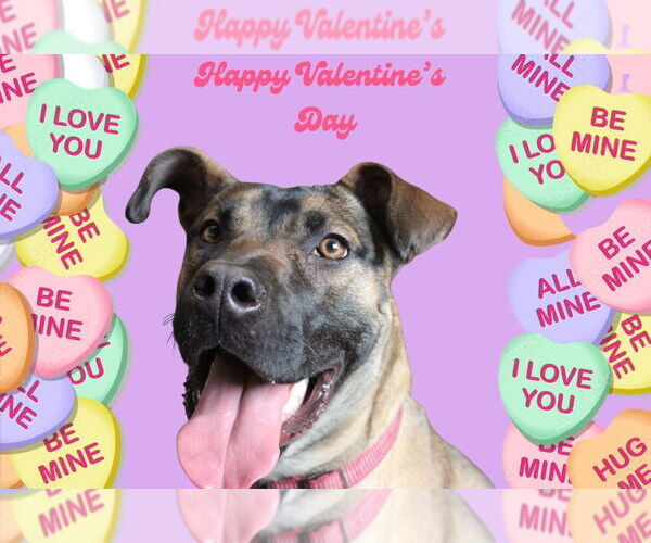 Medium Photo #5 Black Mouth Cur-Unknown Mix Puppy For Sale in Chestertown, MD, USA