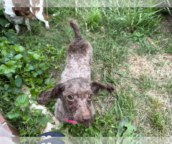 Medium Photo #3 Poodle (Miniature) Puppy For Sale in Holly Springs, NC, USA