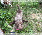 Small #2 Poodle (Miniature)