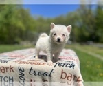 Puppy Blizzard Pomsky