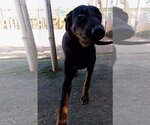 Small Photo #9 Doberman Pinscher-Unknown Mix Puppy For Sale in Apple Valley, CA, USA