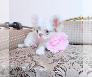 Chihuahua Puppy for Sale in GULFPORT, Mississippi USA