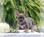 Small #1 French Bulldog