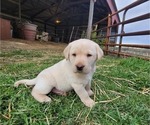 Puppy Tan Caller Labrador Retriever