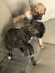 Small Photo #12 Boxer Puppy For Sale in HORSE CAVE, KY, USA