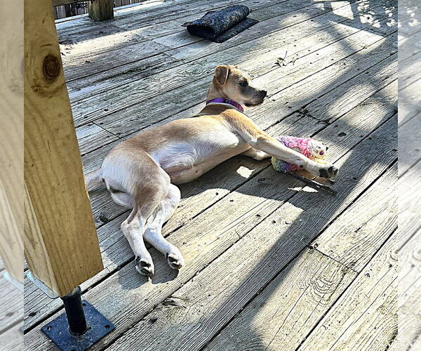 Medium Photo #13 Mutt Puppy For Sale in MECHANICSBURG, PA, USA