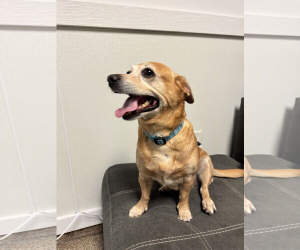 Medium Photo #9 Chiweenie Puppy For Sale in Sanford, FL, USA