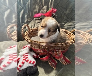 Medium Shetland Sheepdog
