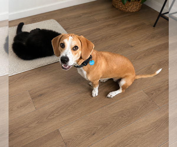 Medium Photo #1 Bagle Hound Puppy For Sale in Euless, TX, USA