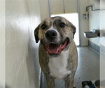 BUD - Male Mastiff-Unknown Mix Dog for Adoption - Small photo