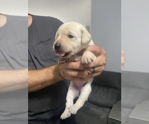 Labrador Retriever Puppy for Sale in WILDWOOD, Florida USA