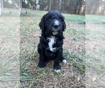 Puppy Puppy 2 Double Doodle