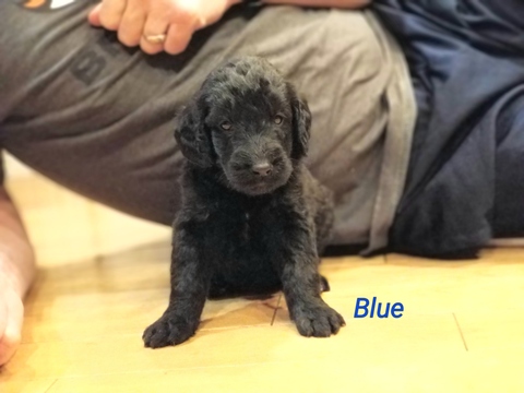 Medium Photo #2 Labradoodle Puppy For Sale in REXBURG, ID, USA