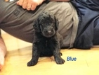 Small Photo #2 Labradoodle Puppy For Sale in REXBURG, ID, USA