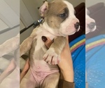 Puppy 2 American Bully-American Pit Bull Terrier Mix