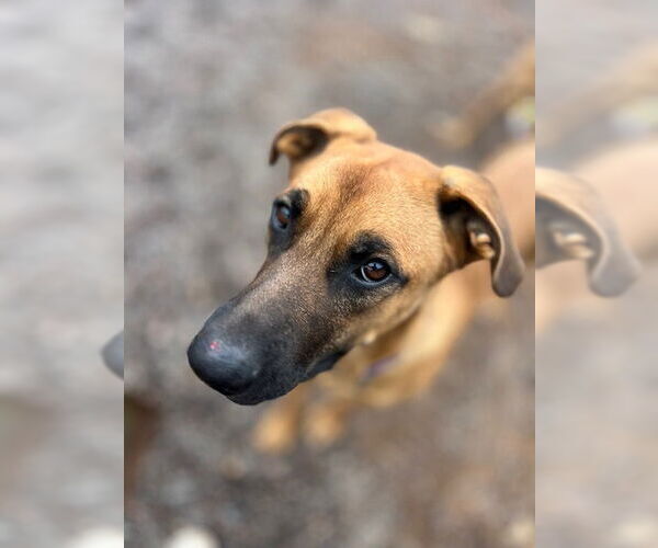 Medium Photo #2 Boxer-German Shepherd Dog Mix Puppy For Sale in Webster, WI, USA