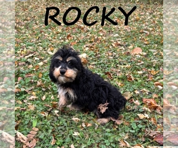 Medium Photo #2 Cavapoo Puppy For Sale in HARTLAND, MN, USA