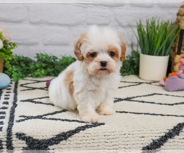 Medium Photo #6 Cavapoo (Miniature) Puppy For Sale in SYRACUSE, IN, USA