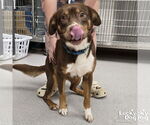 Small #1 Australian Shepherd Mix