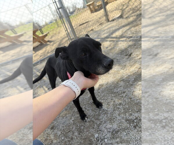 Medium Photo #1 Mutt Puppy For Sale in Linton, IN, USA