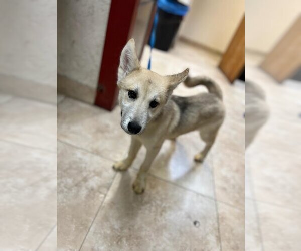 Medium Photo #15 Huskies -Unknown Mix Puppy For Sale in Dana Point, CA, USA