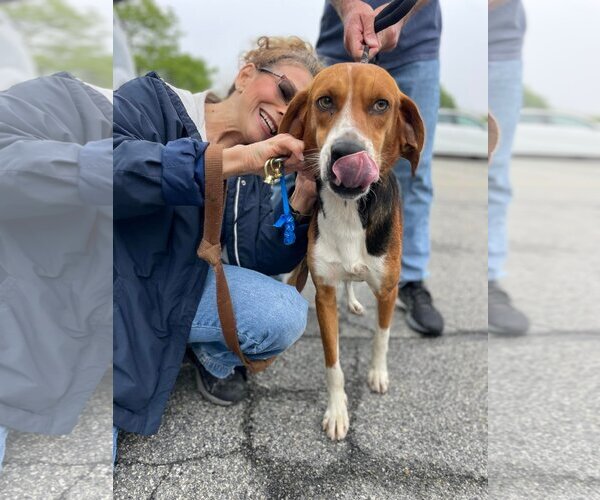 Medium Photo #9 Mutt Puppy For Sale in Woodbury, NY, USA