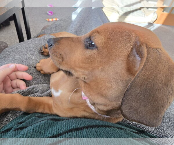Medium Photo #7 Dachshund-Doberman Pinscher Mix Puppy For Sale in Buffalo, MN, USA