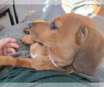 Small #6 Dachshund-Doberman Pinscher Mix