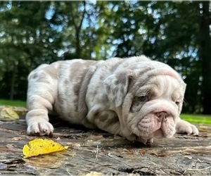 English Bulldog Puppy for sale in HOUSTON, TX, USA