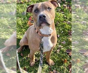 Mutt Dogs for adoption in Center Township, PA, USA